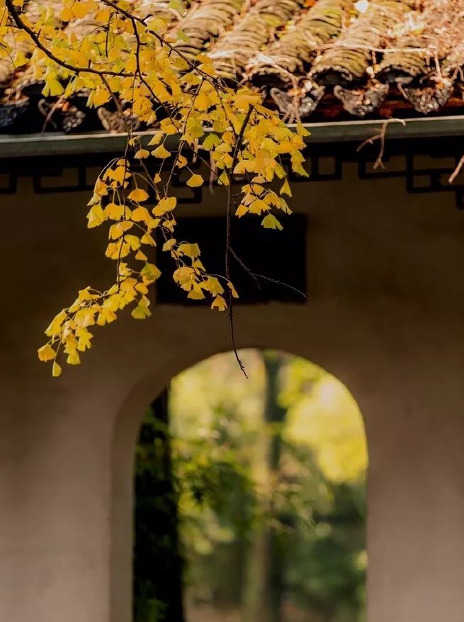 秋季落叶绝美诗句带赏析,有关秋天黄叶的诗句古诗词