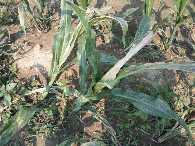 出现除草剂药害如何补救,如何避免除草剂引起药害