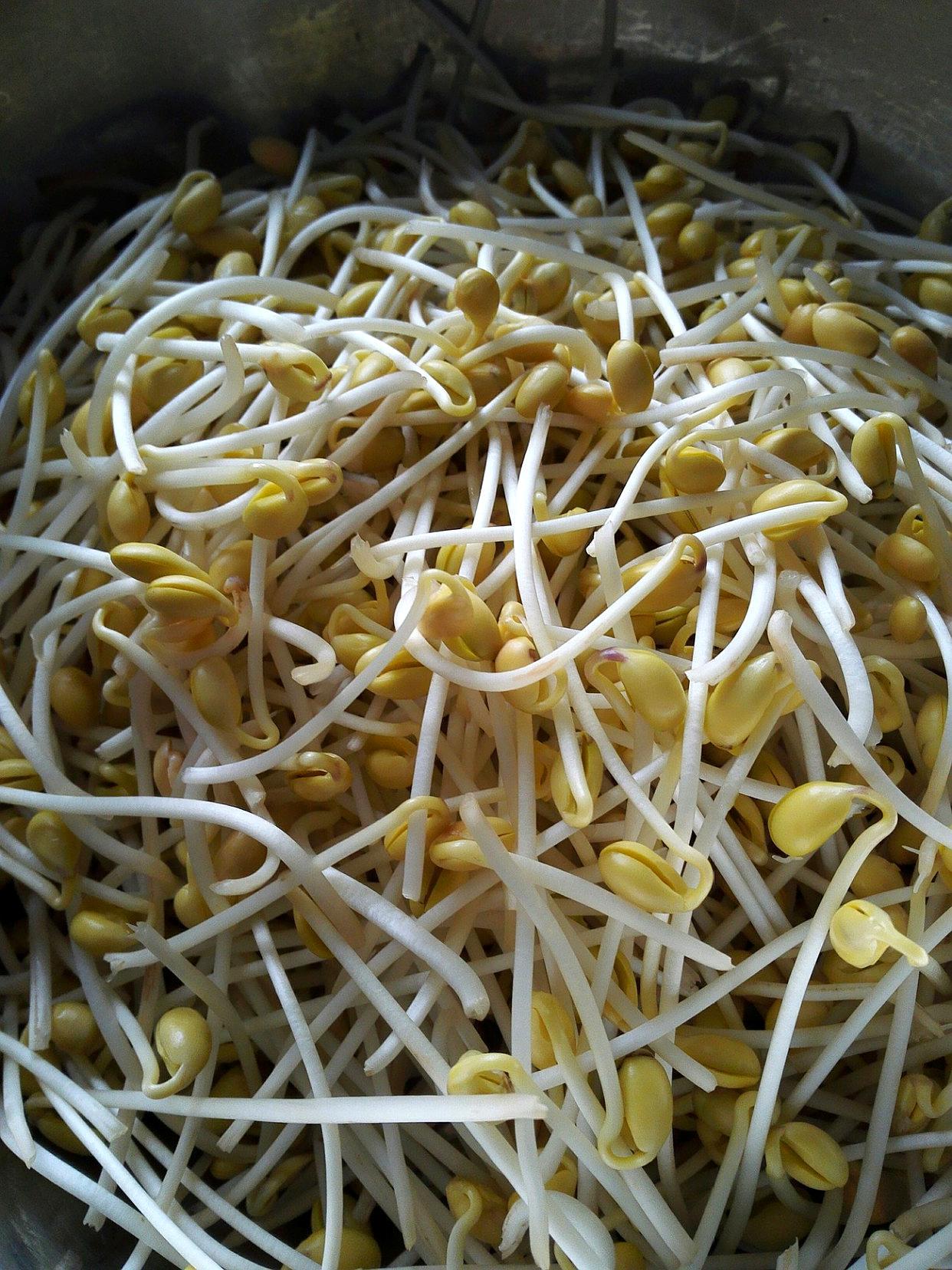 如何用豆芽盆发豆芽,无土栽培发豆芽