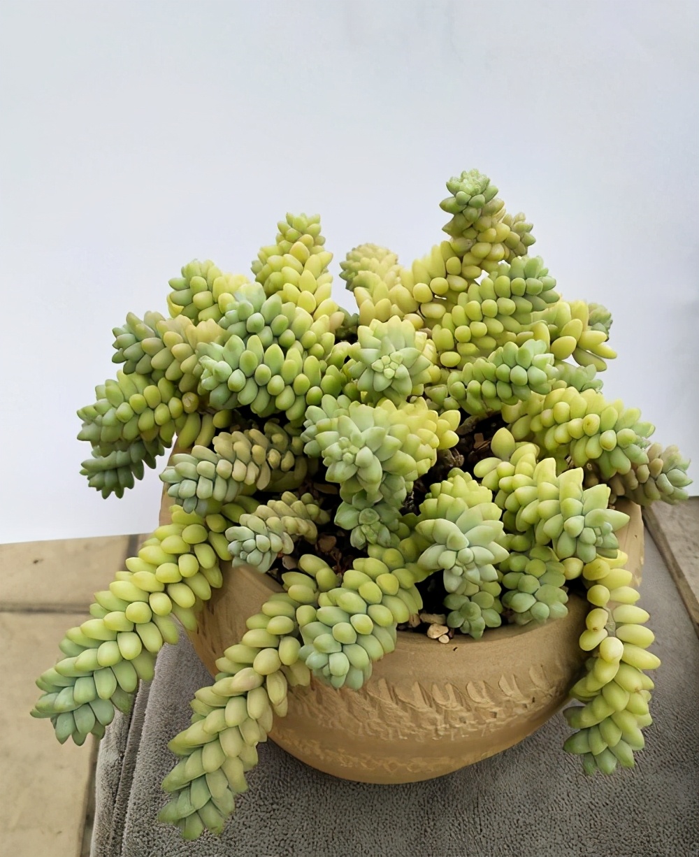 多肉容易养成老桩都有哪些品种,多肉老桩欣赏最新