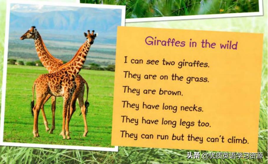 英语原版阅读与写作：Giraffeinthewild