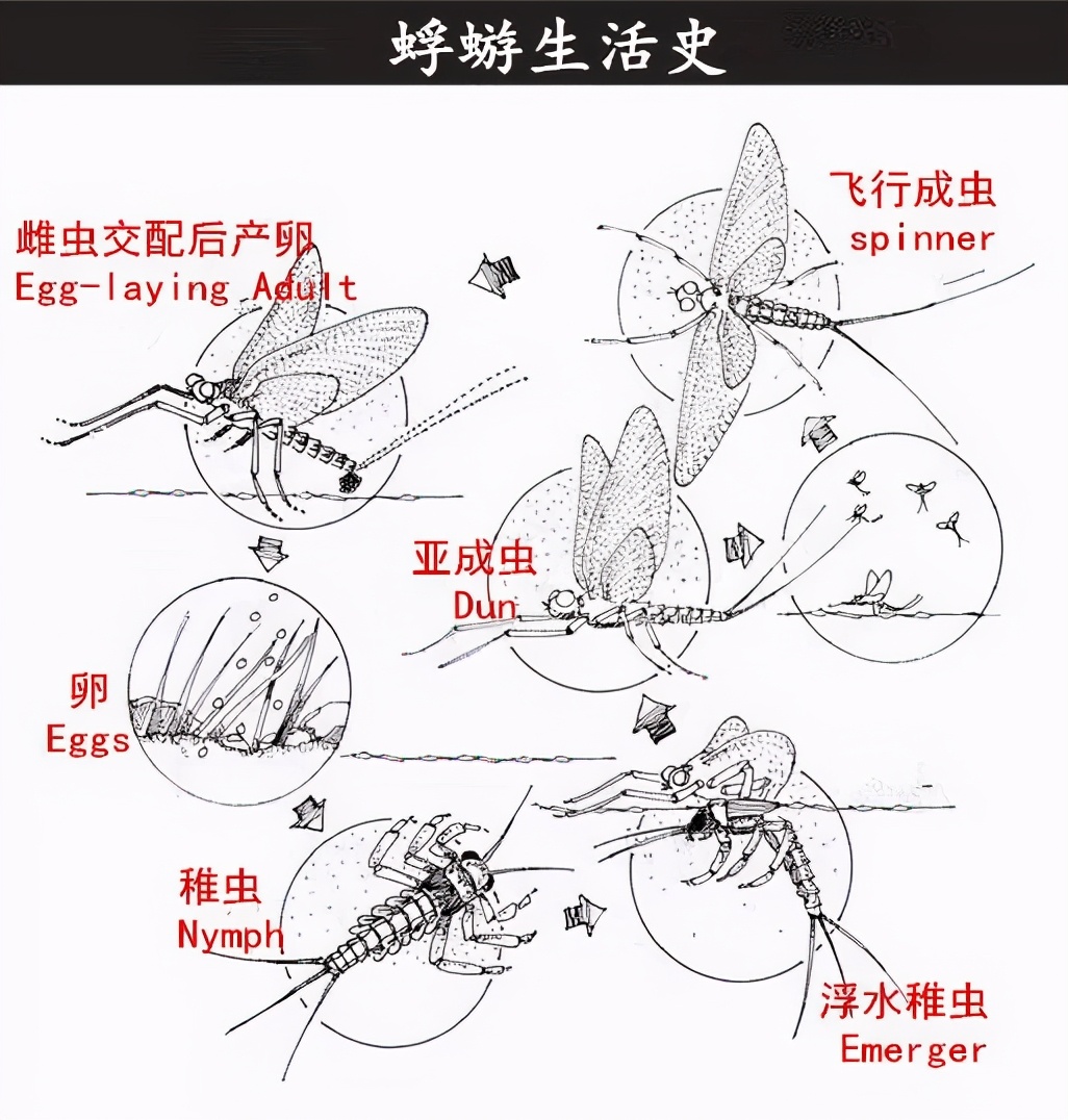 邓州大量飞蛾聚集的原因,邓州一桥面出现大量飞蛾