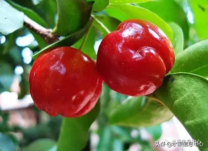 针叶樱桃不是樱桃,针叶樱桃与山樱桃一样吗