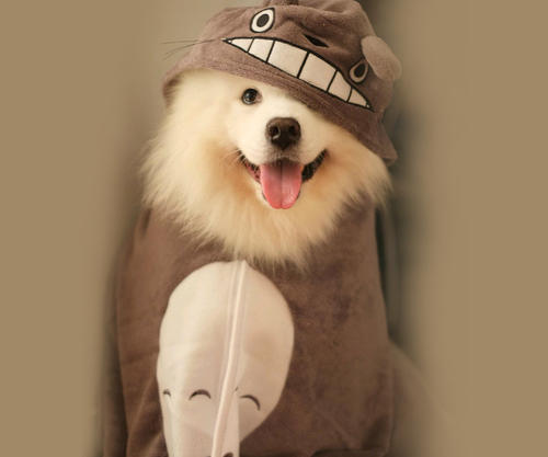 母狗第一次来月经有哪些表现,母狗第一次来月经怎么办