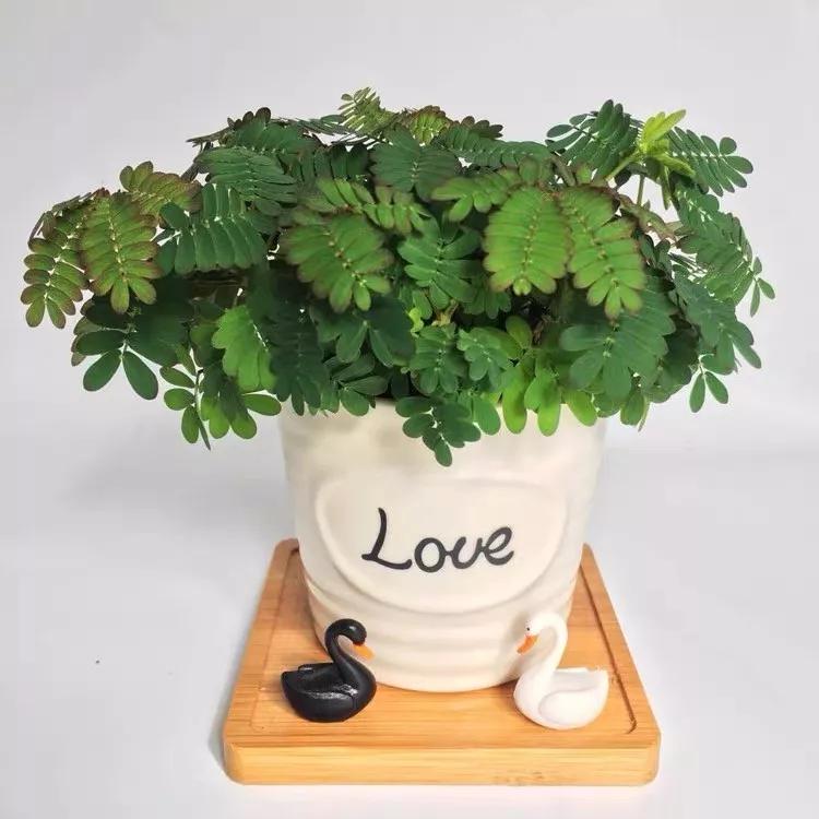 十二生肖对应的幸运花是什么花,十二生肖各该种什么花