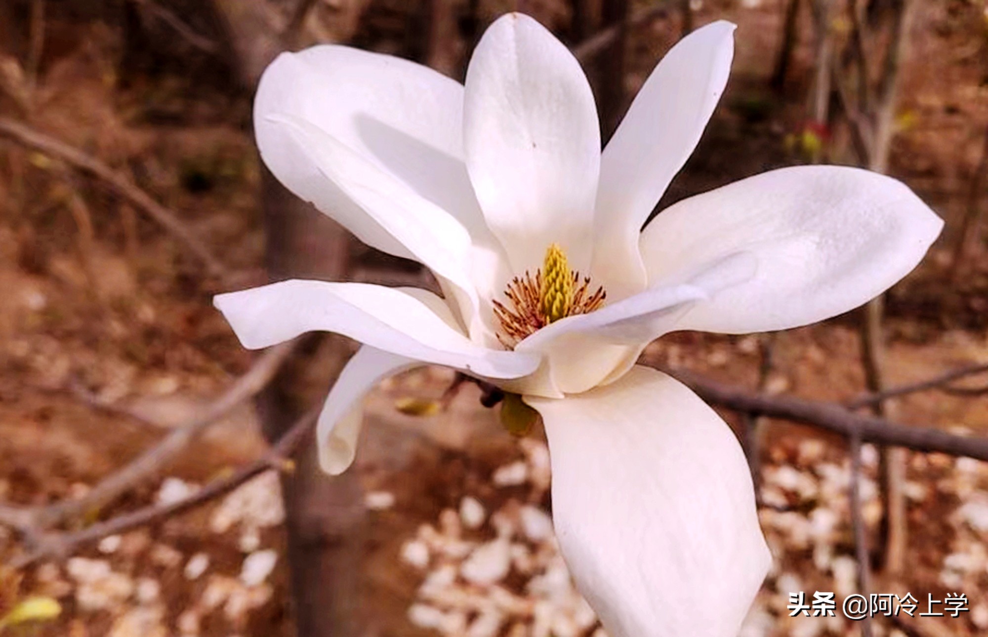 《疲惫的小号》,家长如何培养自己的孩子?孩子学不会也很冤