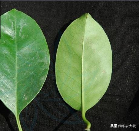 救必应树皮功效,救必应树属于国家保护植物吗