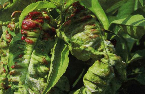 桃子这么多种病害,具体防治措施都有什么?桃树种植管理技术详情