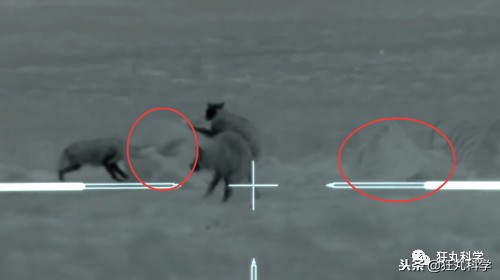 真正的狼灭：美国农场主一夜*击狙**45只郊狼，全套黑科技开挂了