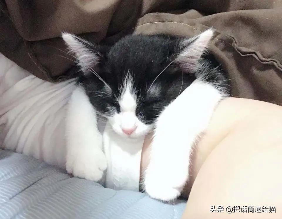 虐猫后良心发现加价“*养送**”？在日本领养流浪猫没你想的那么美好