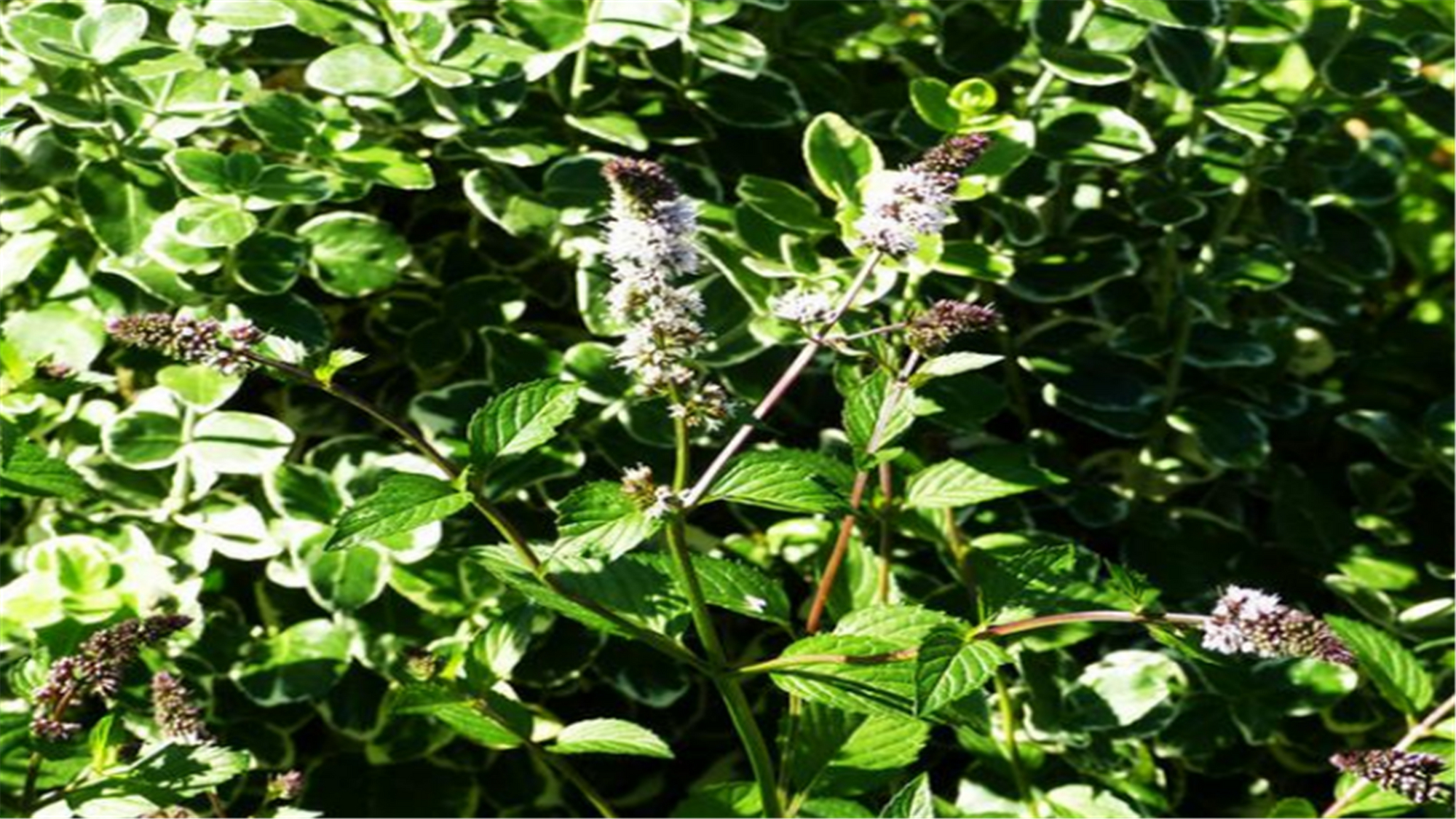 小盆栽植物薄荷盆栽,什么薄荷盆栽好吃又漂亮