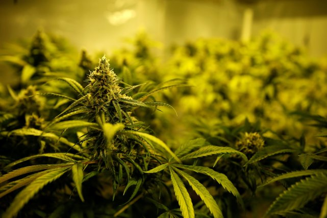 澳洲女子种植*麻大**来治疗癌症，被警方以持有*品毒**拘捕