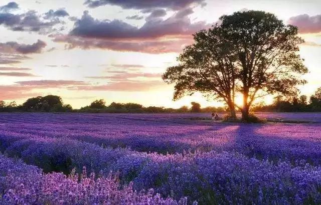 chanel香水品种大全,chanel香水有几款