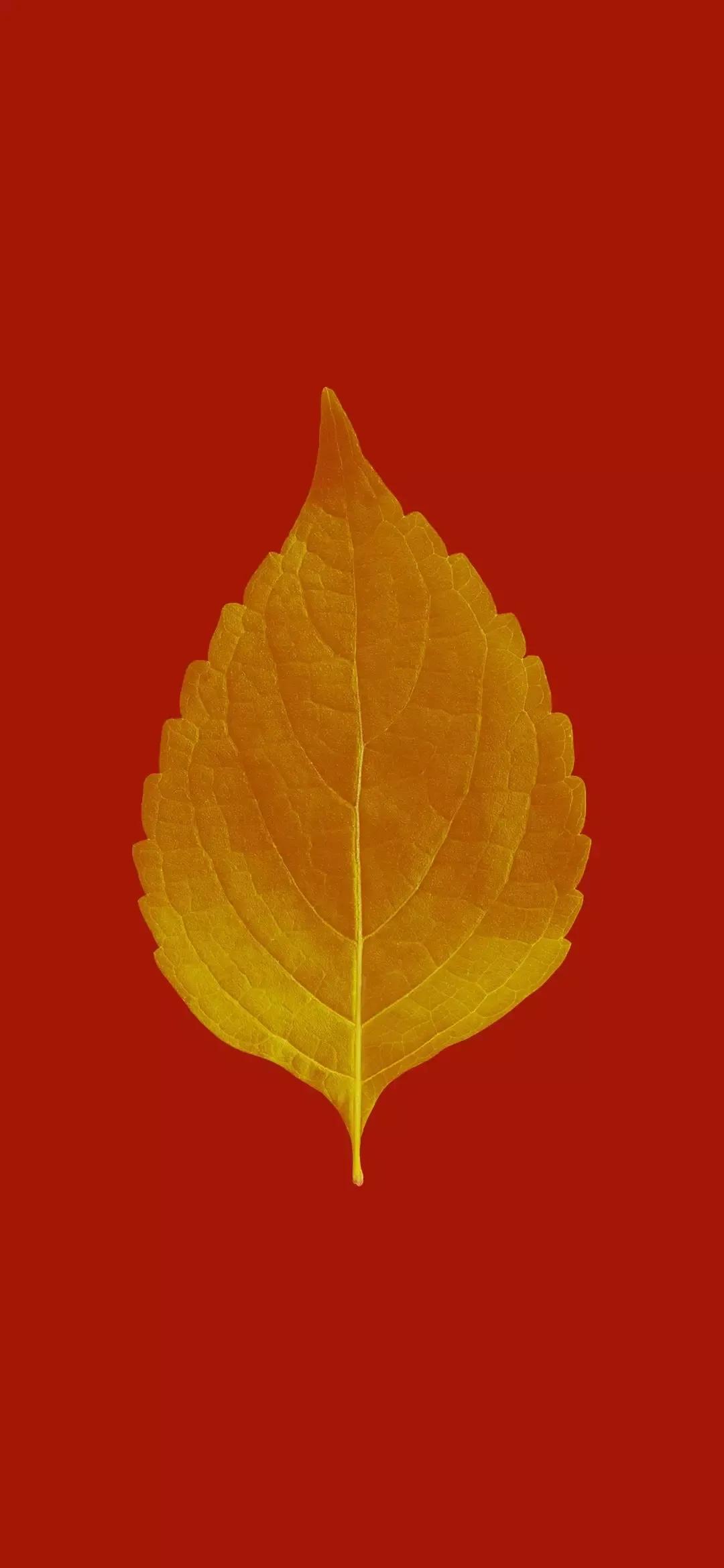 iphone全屏壁纸比心,iphone全屏壁纸