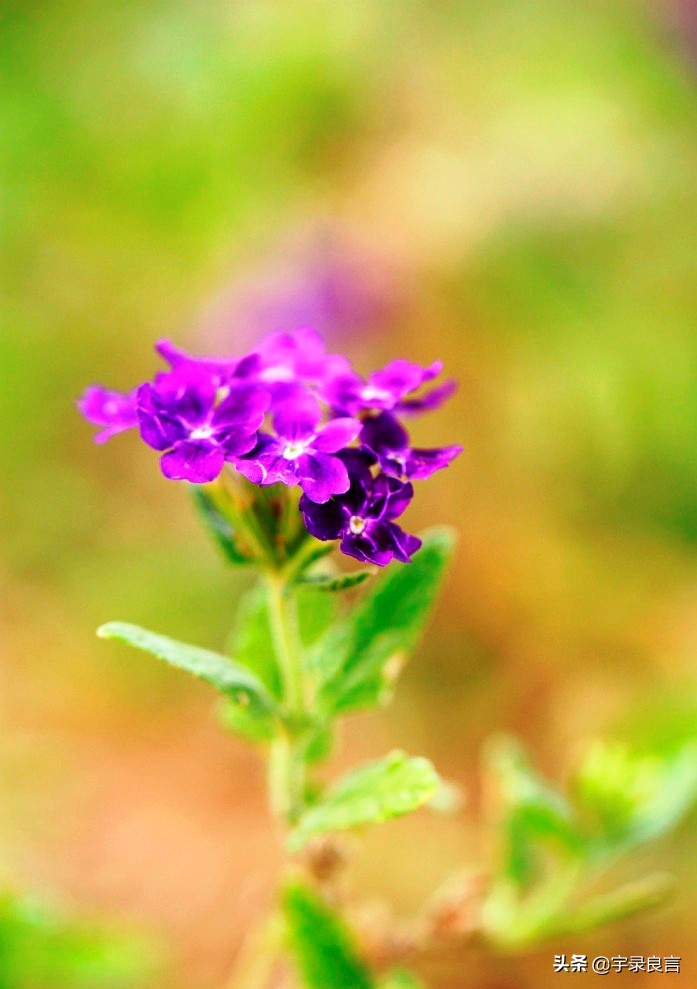 很有深意的句子，有些东西，并不是越浓越好，要恰到好处