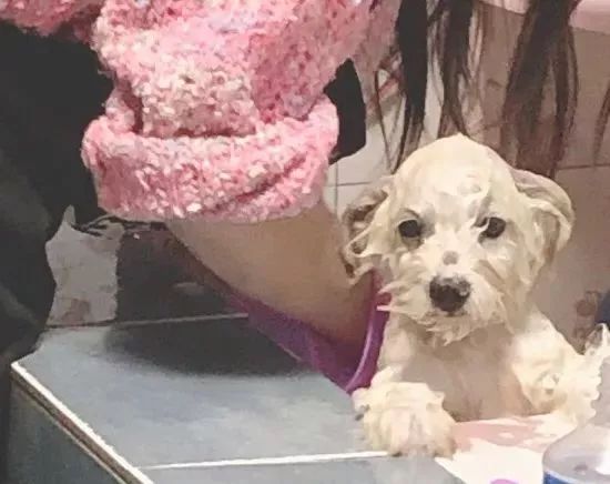 爸妈养宠物之后,就没你什么事了