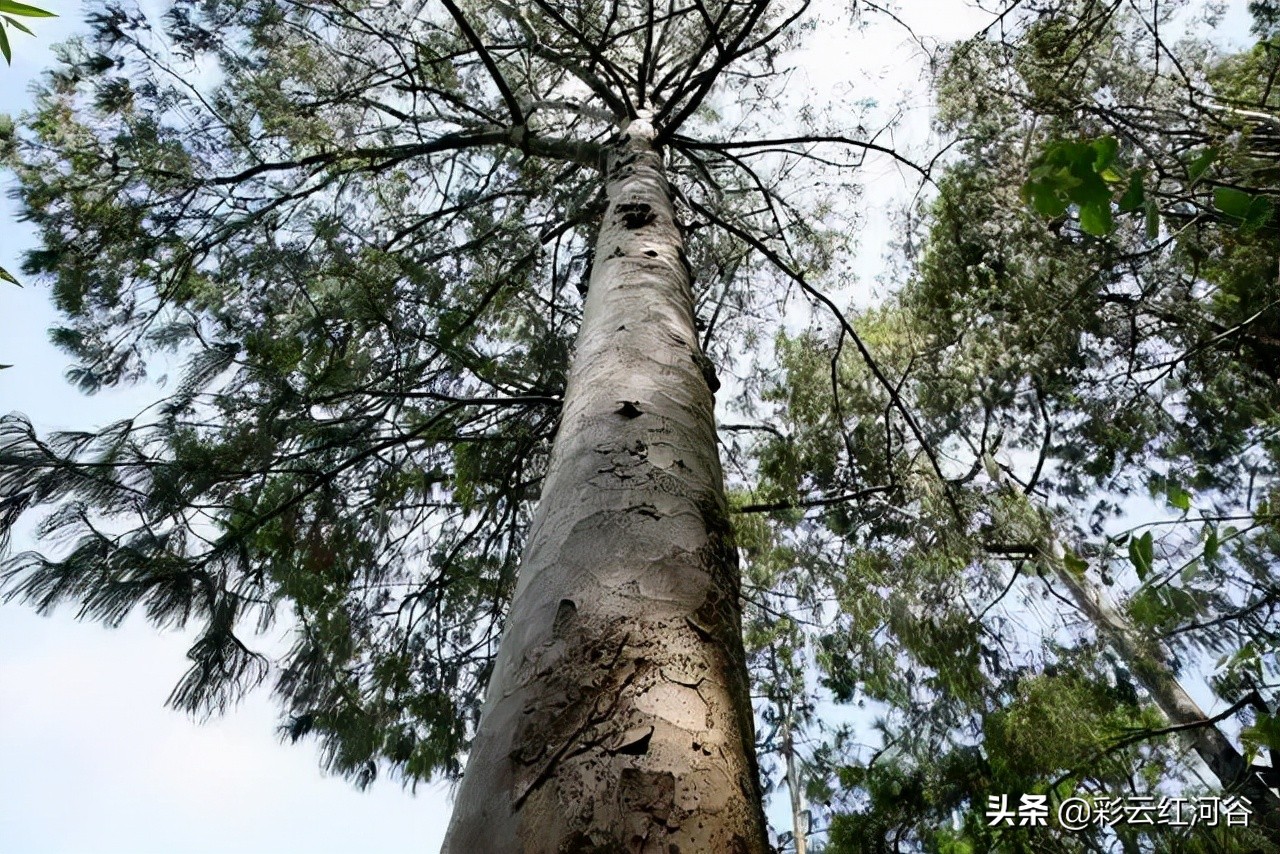 中国云南哪里好看,云南的云彩为什么好看