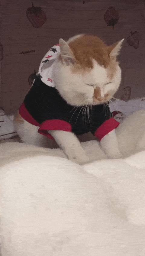 可可爱爱的猫狗,可可爱爱的流浪猫咪