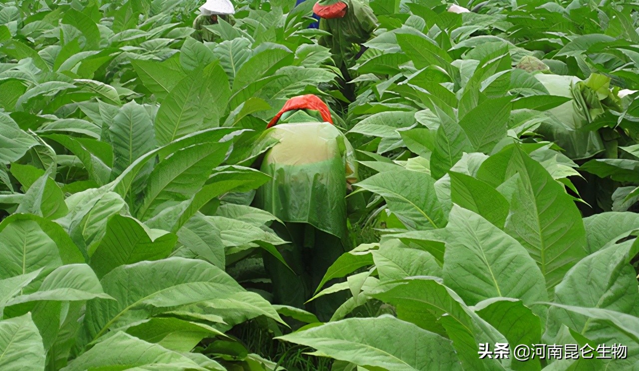 烤烟漂浮育苗烂根的原因,烤烟烂根病是咋回事