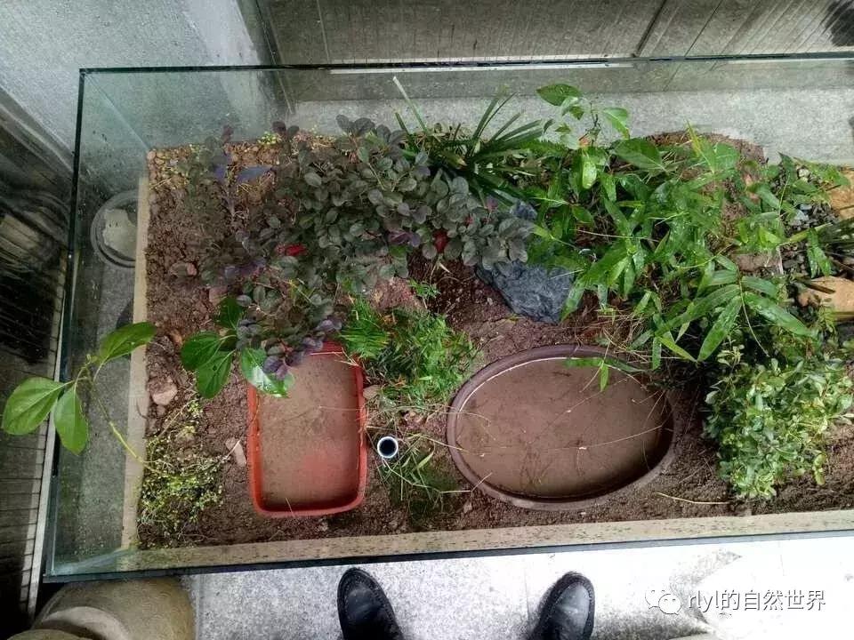 黄缘龟多大可以进环境造景,黄缘龟造景用陶粒还是火山石