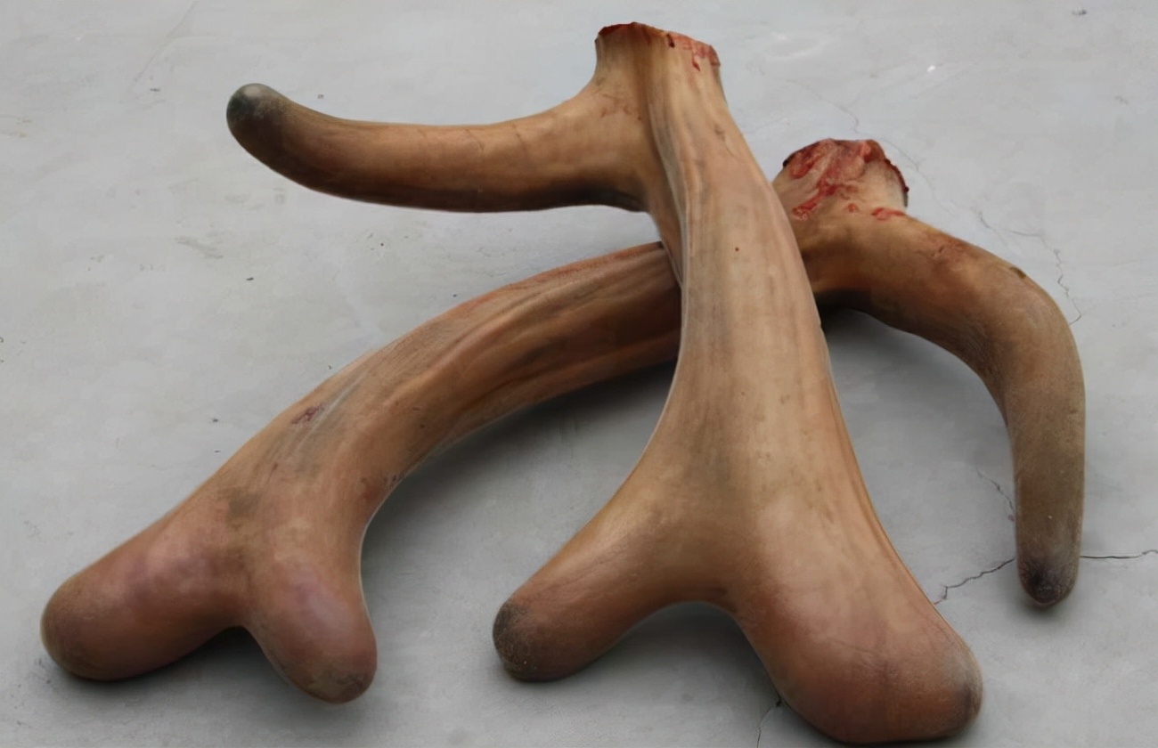 梅花鹿王娇,梅花鹿王娇简历