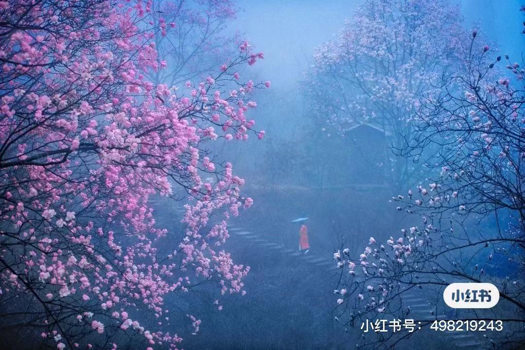 李子柒家乡成旅游景点,李子柒乡愁