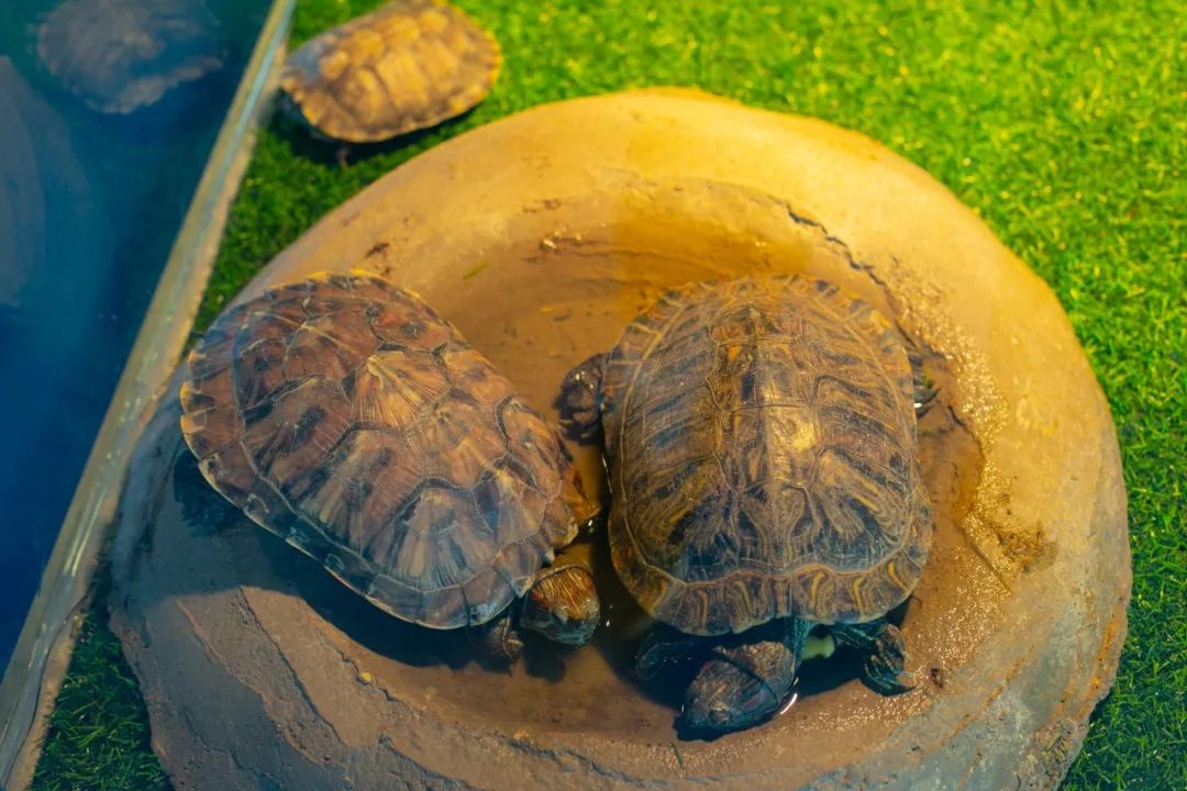 海洋剧场秀、丛林萌宠乐园、风车向阳花，昆明热闹新春，属于它