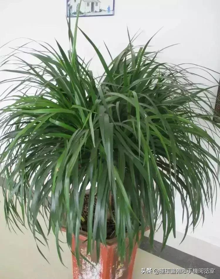 100种常见花卉植物图谱,100种花卉素描图谱