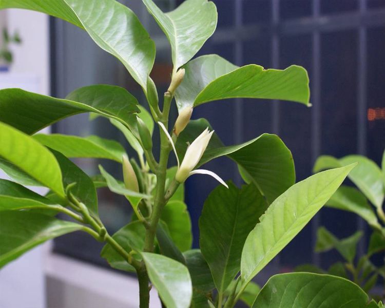 白兰花嫁接最好方法,白兰花怎么嫁接成活率高