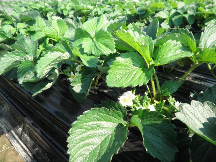 草莓开春控旺的正确方法,草莓控旺过头怎么促长