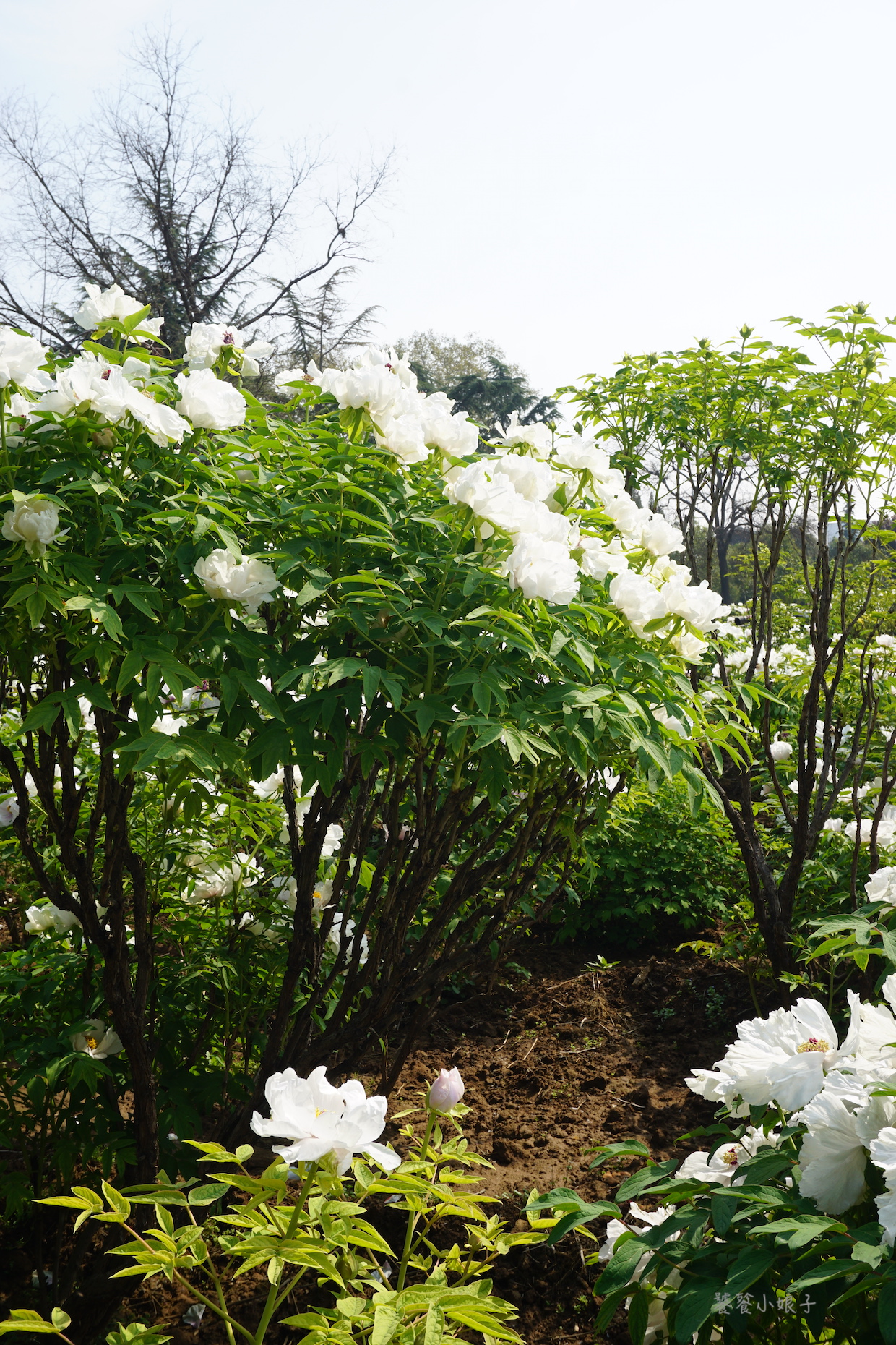 自驾游去洛阳看牡丹攻略,谁家牡丹甲天下