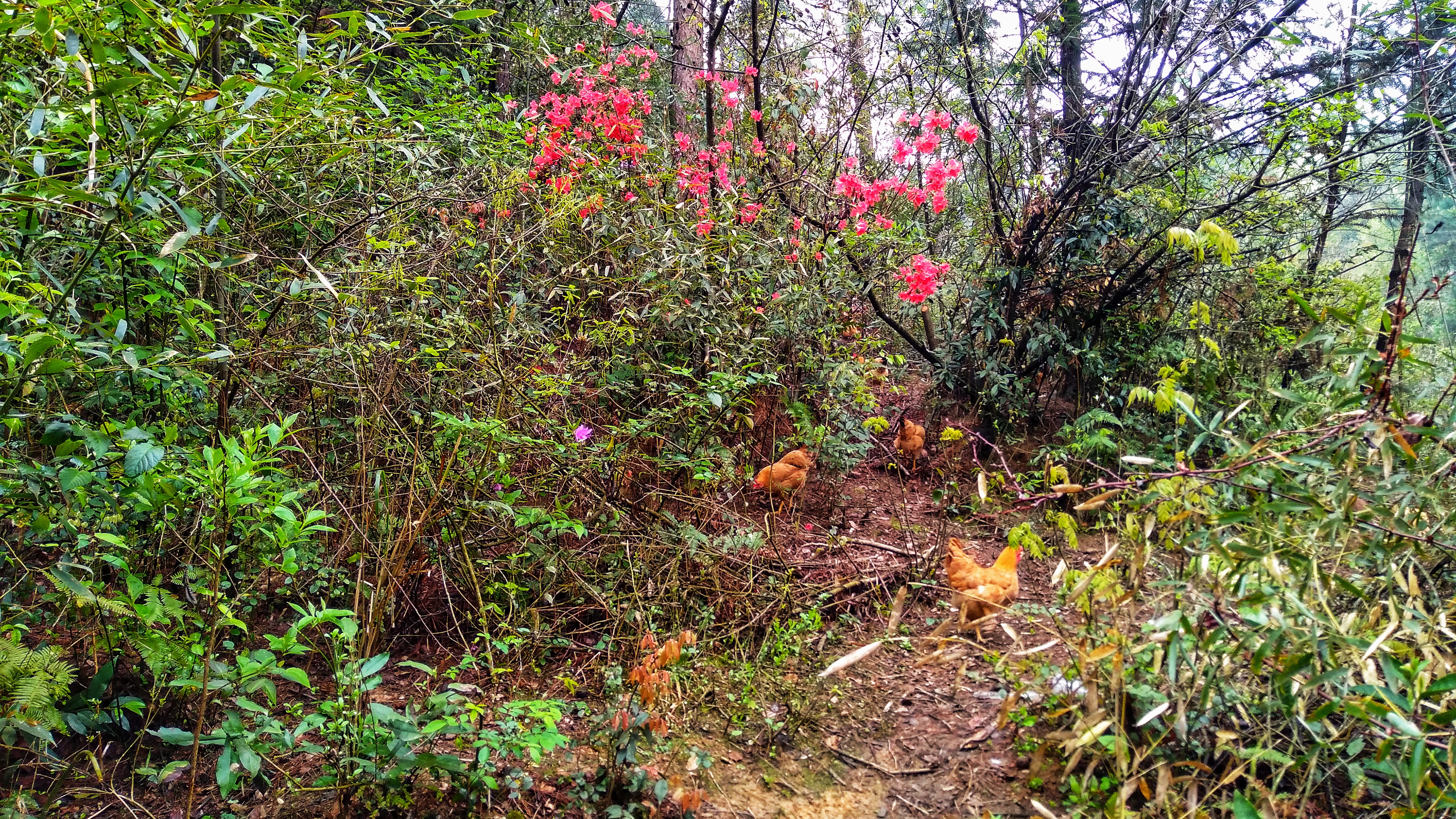 散养土鸡能赔钱吗,土鸡放养就是土鸡吗