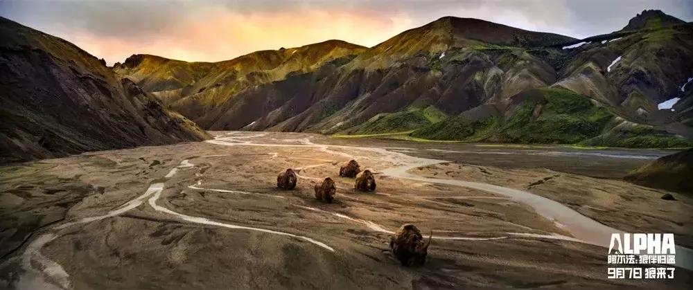 阿尔法｜如果文明是卑躬屈膝，我会让你看到野蛮的骄傲