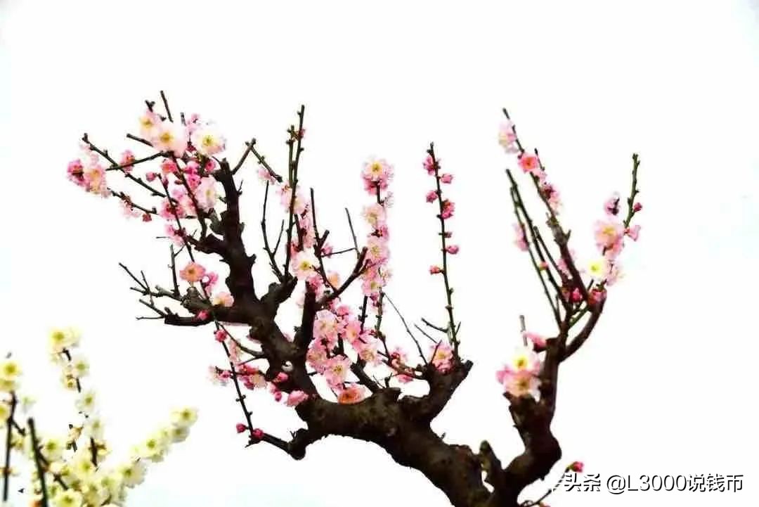 第十次花博会会花,花博会景点有哪些花展