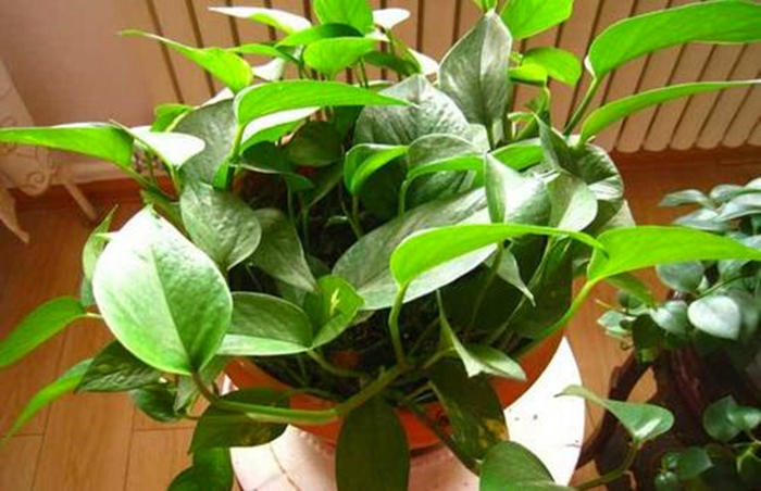 绿萝加什么药长得好,如何让绿萝叶片上的黄色斑点增加