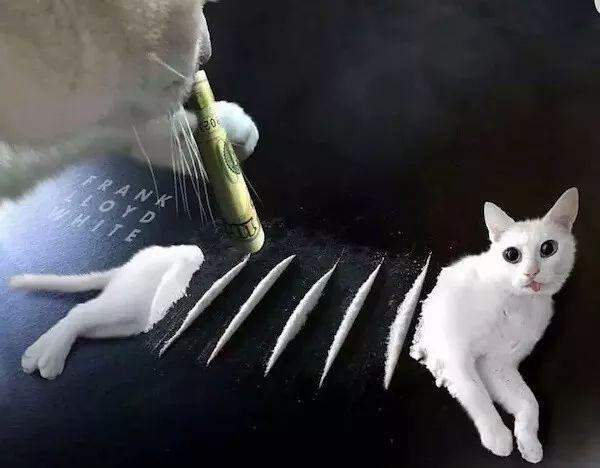 看到自家猫心情都会很好,这样的猫你会想养一只吗