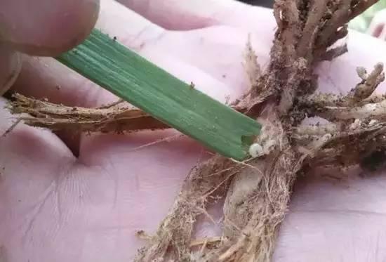 如何治韭菜韭蛆,韭菜韭蛆的防治