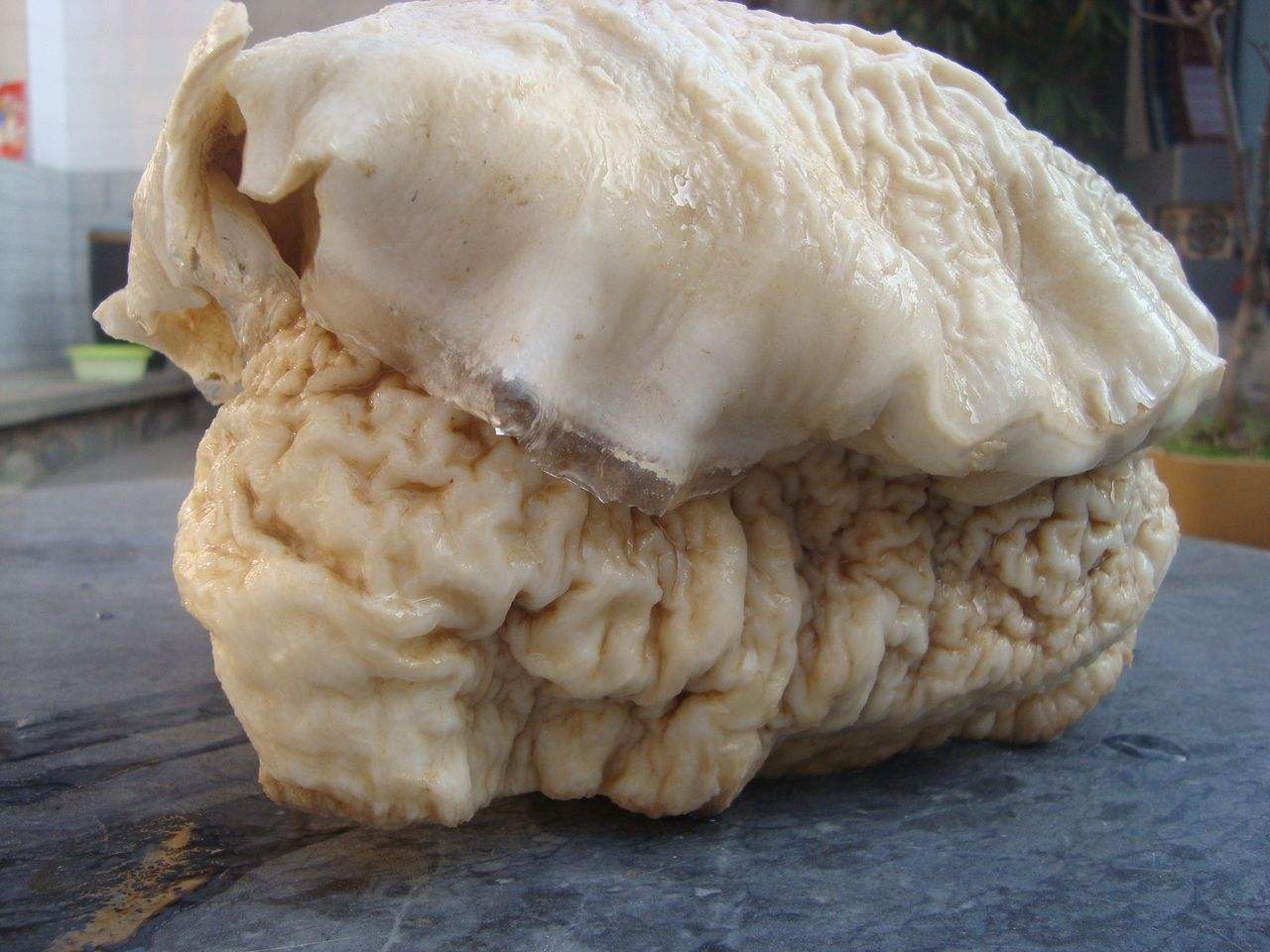 太岁真的是能吃吗,太岁吃了能治胃病吗