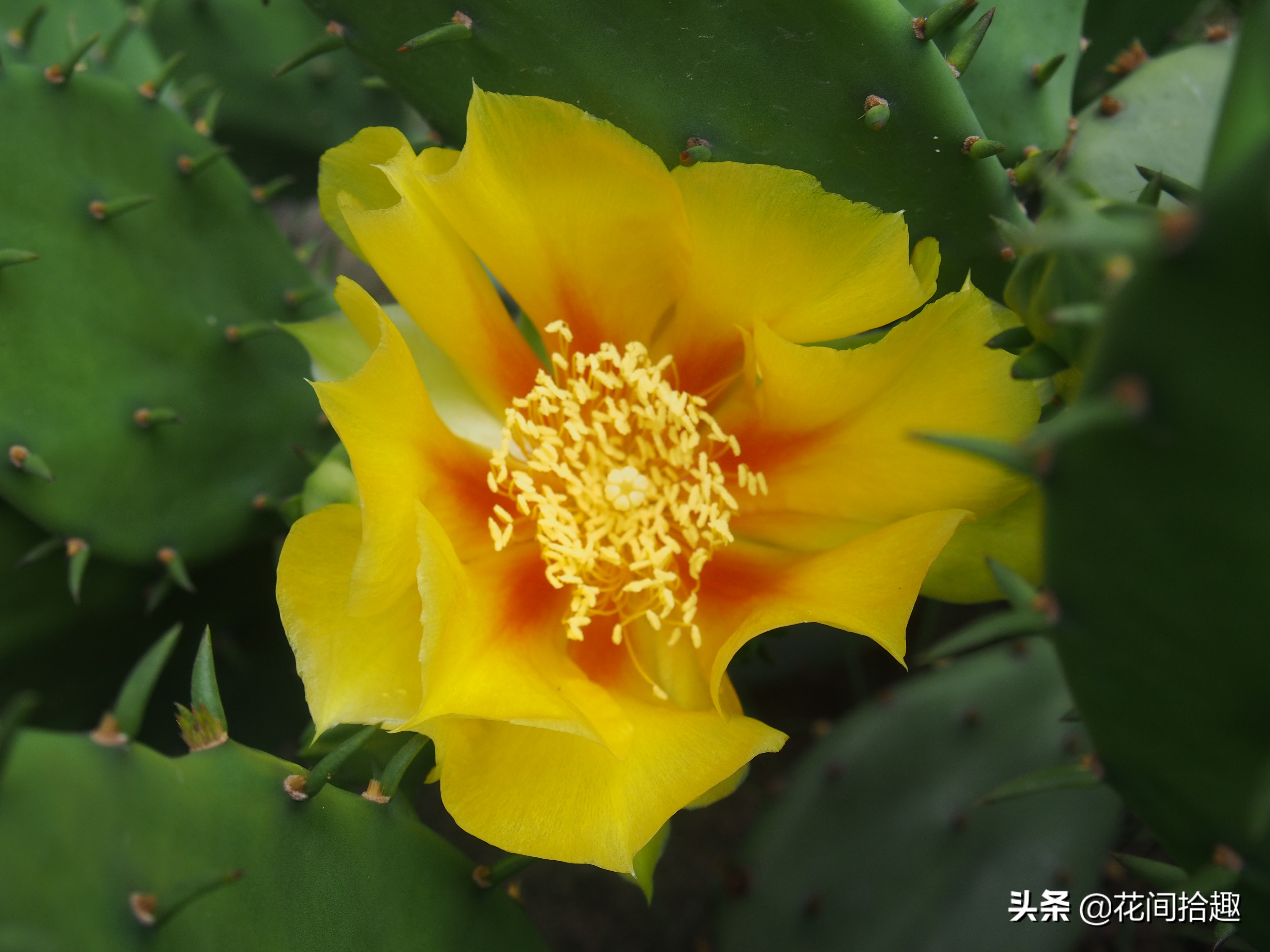 万重山多肉植物仙人掌易养,万重山多肉植物仙人掌