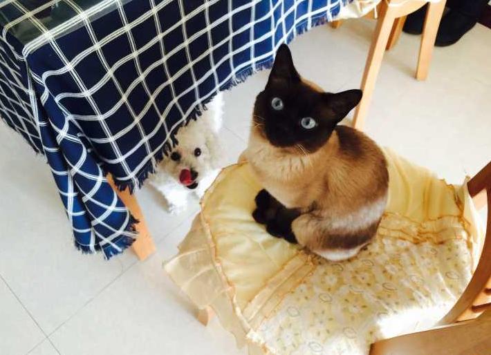 猫咪大战争功夫猫值得买吗,猫咪大战争打三阶功夫猫