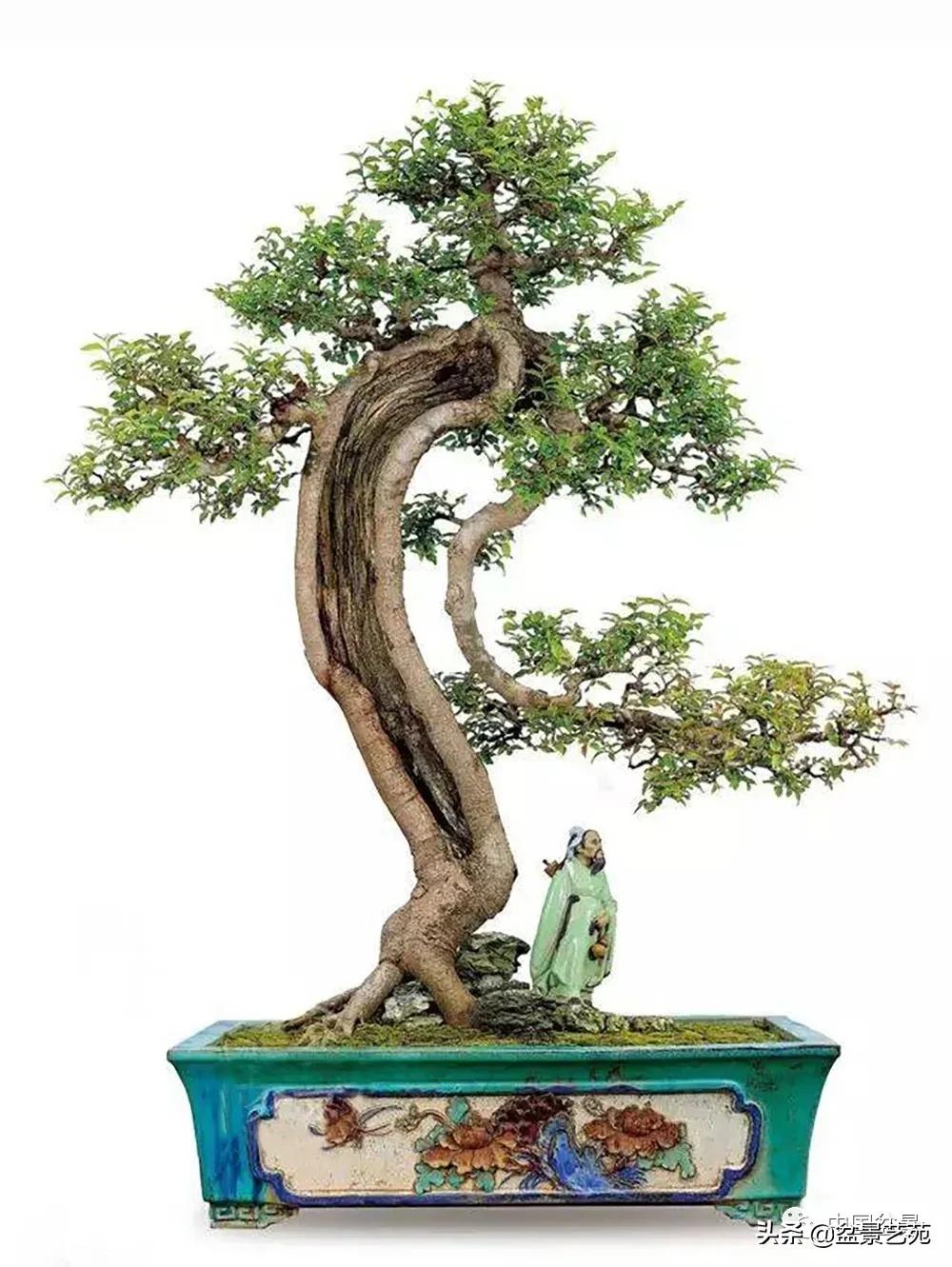 盆景不是一招一式就能完成的,盆景各有各的玩法不用攀比