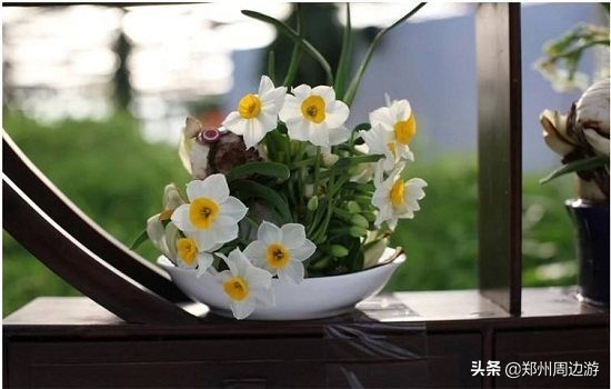 十种最旺客厅的花冬季,春节喜庆花卉有哪些