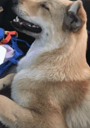 土狗对土主人忠诚吗,土狗vs洋狗