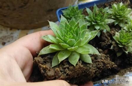 观音莲长侧芽怎么养殖,观音莲怎么养叶层才能变多