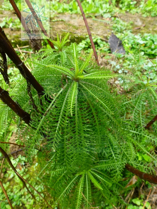跌打损伤特效药雪上一枝蒿,雪上一枝蒿中药材功能主治
