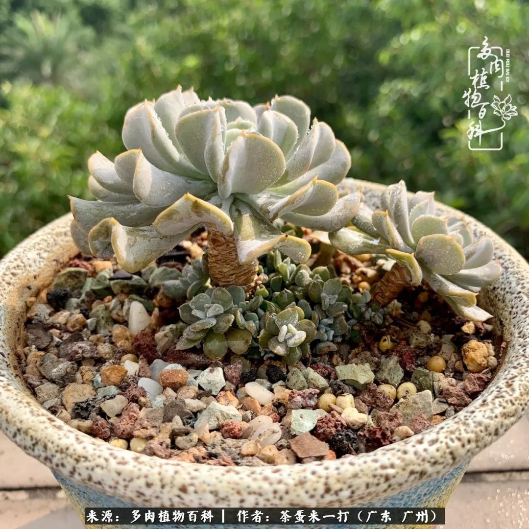 在冬日阳光下,记一个多肉小白的养肉历程