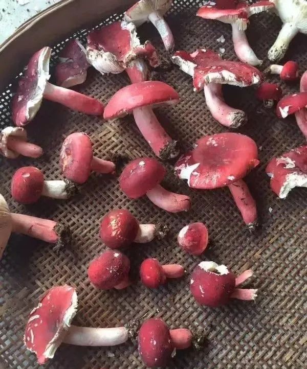 莆田人要吃多少红菇,莆田红菇贵吗