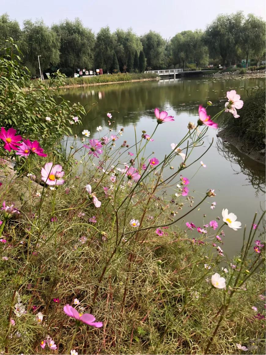 郑州市莲花公园,郑州池南路莲花公园