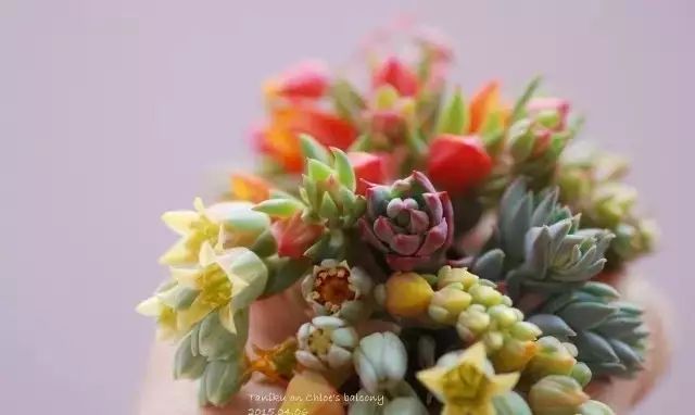 多肉花剑是个宝,多肉花剑可以干什么