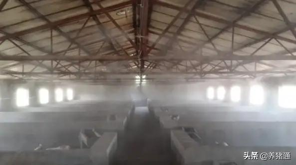 普通大蒜可以在猪场预防非洲猪瘟是真的吗?